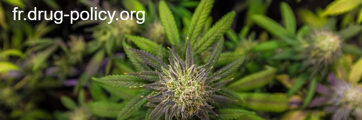 fr.drug-policy.org
